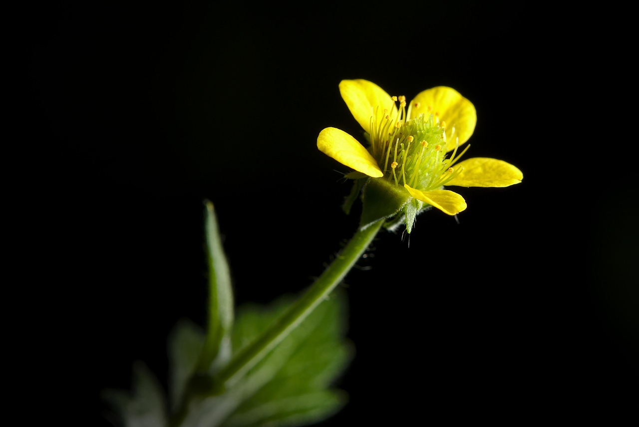 blossom, bloom, yellow, evening primrose, evening primrose, evening primrose, evening primrose, evening primrose, evening primrose